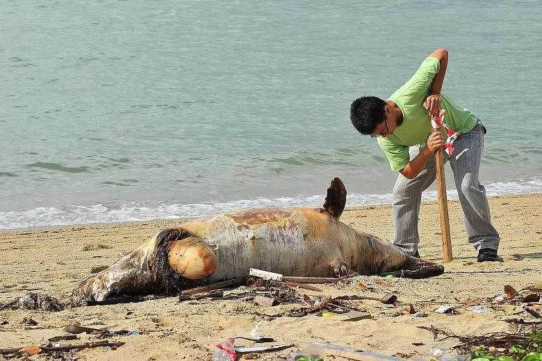 This dead dolphin that washed ashore at the East Coast Park on Wednesday has been identified as an indo-pacific humpbacked dolphin.