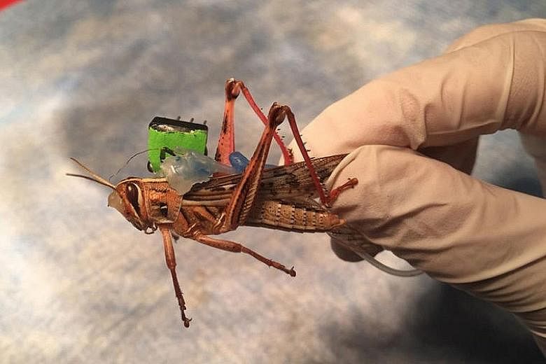 A locust with sensors implanted in its brain. These can decode changes in neural activity as the insect is exposed to different odours. The sensors are connected to a transmitter that sends signals to a receiver that is attached to an LED. If there a
