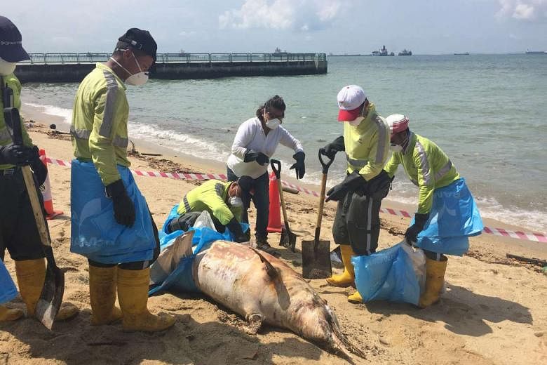 The dolphin carcass being removed by Ramky Cleantech Services workers yesterday. The workers poured disinfectant over the carcass and the surrounding area. They then wrapped it in trash bags and canvas sheets, before lifting it up with a large canvas bag 