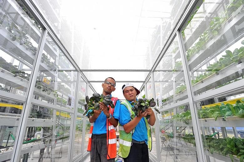 Mr Tan Guo Xiong (left), 30, and Mr Saw with purple cai xin harvested from the vertical farm at the APSN Centre for Adults yesterday. The new centre helps to prepare people with special needs for employment.