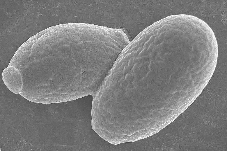 Above and far left: Yarrowia lipolytica yeast cells. Prof Chang led team that came up with the novel way to cut incineration of food waste.