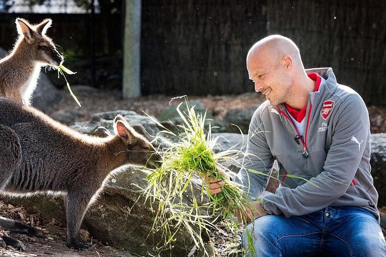 Former Arsenal star Freddie Ljungberg feeding kangaroos at Taronga Zoo. The Gunners' Under-15s coach is in Sydney to hype up their two friendly games next July.