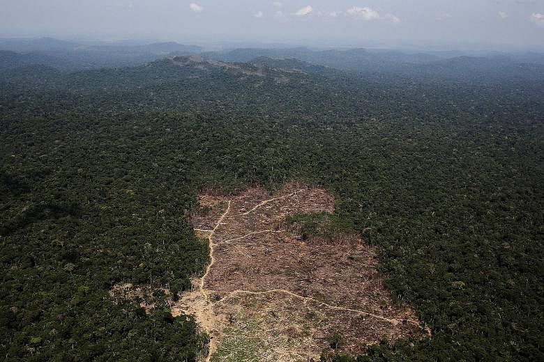 A tract of Amazon jungle cleared by loggers and farmers in 2013. Human activity has pushed biodiversity levels to nearly 85 per cent, lower than the 90 per cent level proposed as a safe limit.
