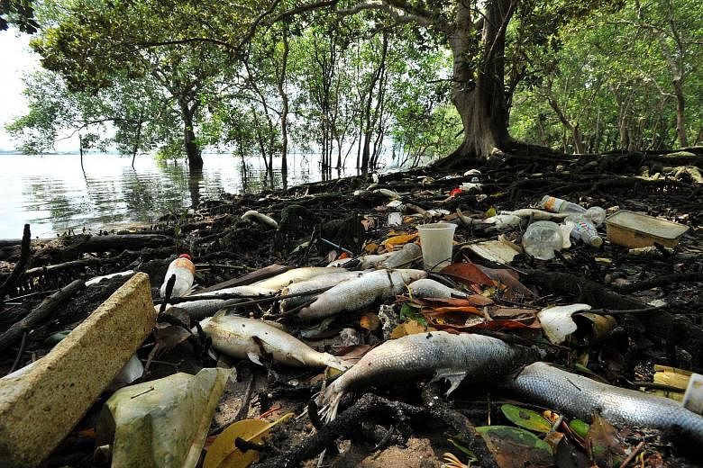 Large numbers of dead fish were found near Lim Chu Kang jetty yesterday morning, washed up on the shore or afloat at sea. There are about 50 fish farms along this stretch of water on the West Johor Strait. The fish farmers have ruled out a plankton b
