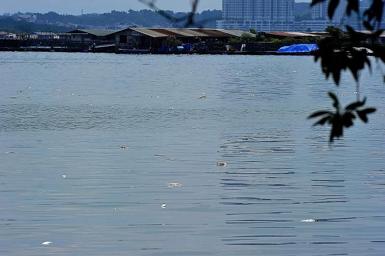 Dead fish floating on the water near Lim Chu Kang jetty yesterday. Fish farmers blamed the deaths on low levels of dissolved oxygen in the waters of the West Johor Strait, along which about 50 fish farms are located.