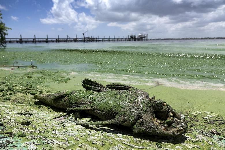 A dead slime-covered fish lying on a Florida beach on July 7. The south-eastern US state has been hit by algal blooms, leading to the shutting down of businesses and beaches during a critical tourism season.