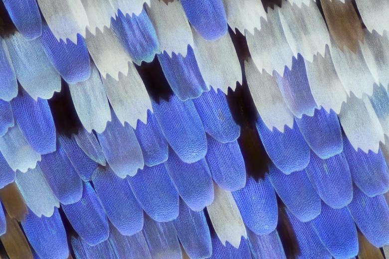 Butterfly wings under the microscope show how different angles of incidence of light produce different colours. This is what gives the wings their ethereal iridescence. The image is by artist Linden Gledhill, who explores the physical world at differ