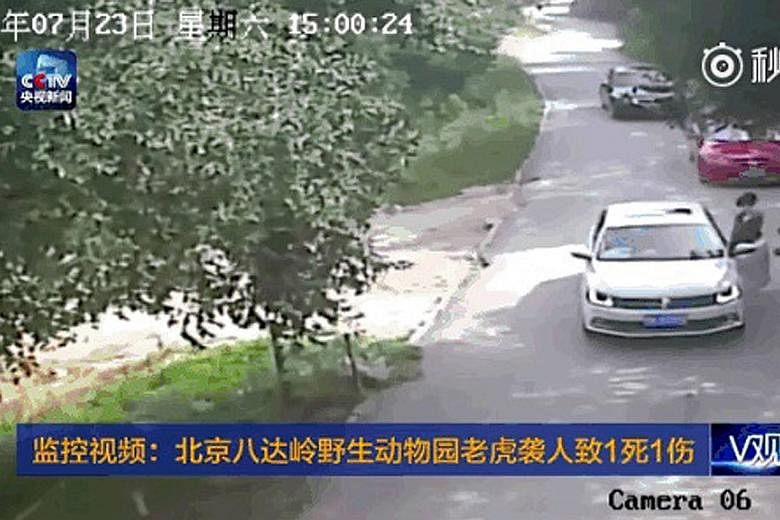 Security camera footage captured just moments before the tiger attacked the first woman at Beijing Badaling Wildlife World. News portal Sohu said she was recovering from her injuries in hospital. A second woman who rushed out to help was mauled to de