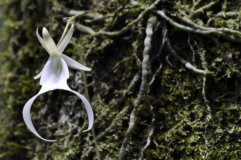 A ghost orchid blooming in Fakahatchee in June. Scientists growing them in labs hope to reintroduce them to the wetlands.