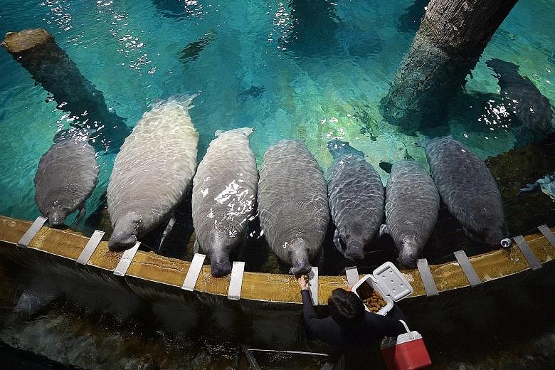 Two of the River Safari's 14 manatees will be sent to Guadeloupe as part of the world's first manatee repopulation programme. The National Park of Guadeloupe aims to reintroduce the Antillean manatee, which has been extinct in the Caribbean island re