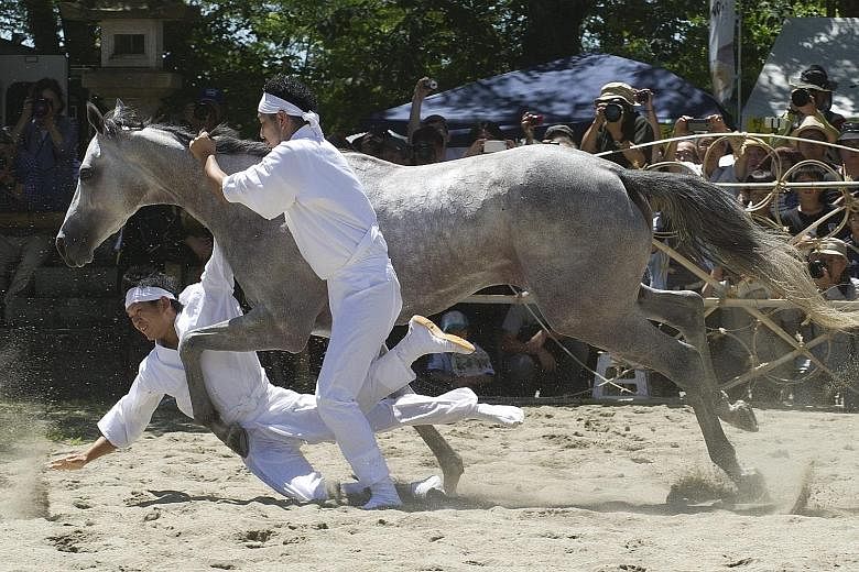 Young local men trying to capture a sacred wild horse as an offering to Shinto gods during a ritual yesterday at the Nomaoi Equestrian Samurai Festival in Minami Soma City, 17 km from the destroyed nuclear power plants in Fukushima prefecture. The ri