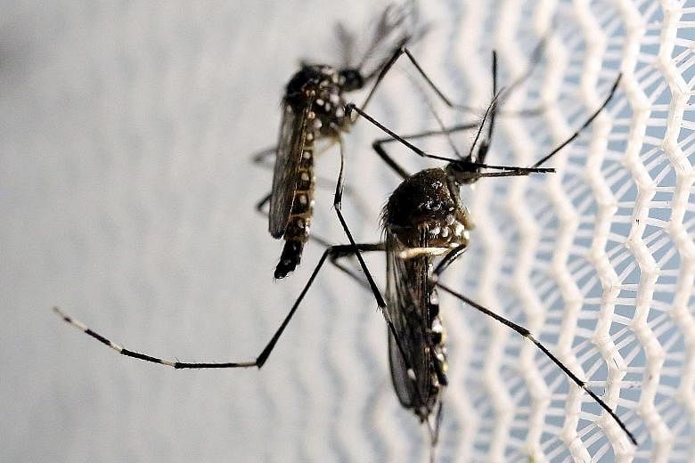 An infected Aedes aegypti mosquito can transmit the Zika virus to humans through its bite. This is especially risky for pregnant women, as the virus can cause birth defects such as microcephaly in newborns.