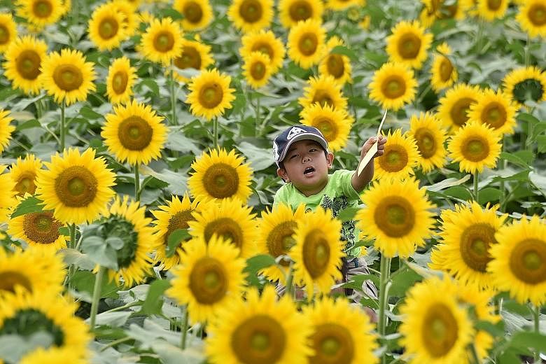 A boy on his father's shoulders getting a good view as they make their way through a field of sunflowers in the town of Nogi, 70km north of Tokyo.