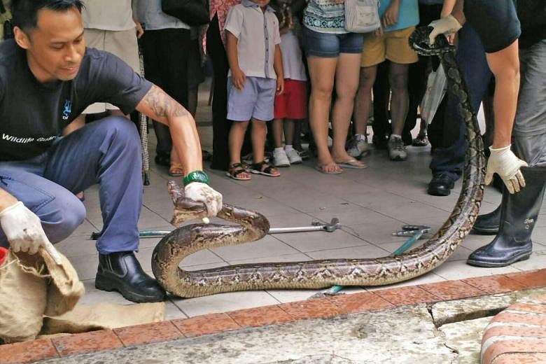 2m-long python found in drain near Ang Mo Kio coffee shop | The Straits ...