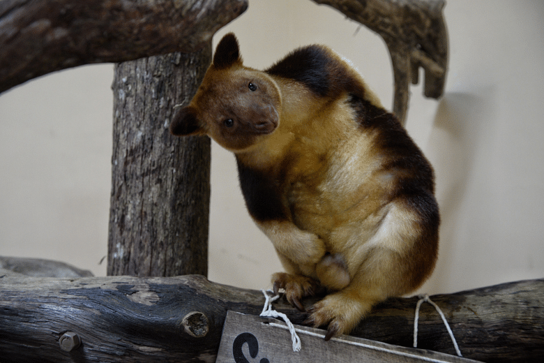 Miracle' tree kangaroo moves to Singapore Zoo   The Straits Times