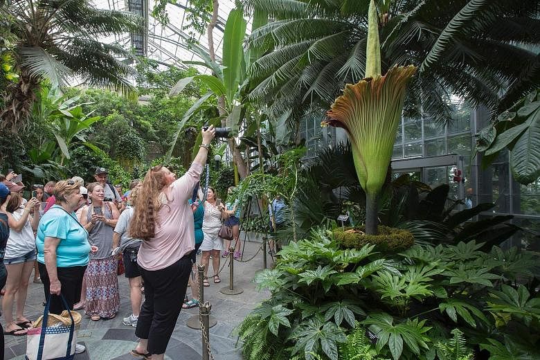 Tourists viewing the corpse flower at the United States Botanic Garden in Washington, DC on Tuesday. The flower is known for its smell, which is often compared to rotting meat. It is expected to bloom for 24 to 48 hours before collapsing. The plant, 