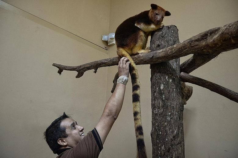 Two-year-old Makaia with Mr Bisht, the quarantine officer. It will soon be put together with a female tree kangaroo at the Singapore Zoo to start their own furry family.