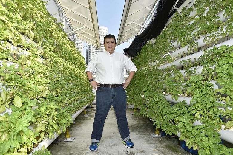 Comcrop CEO Allan Lim at his rooftop aquaponic farm. Mr Lim is optimistic that one day, the roofs of HDB estates and multistorey carparks could house similar urban rooftop farms.