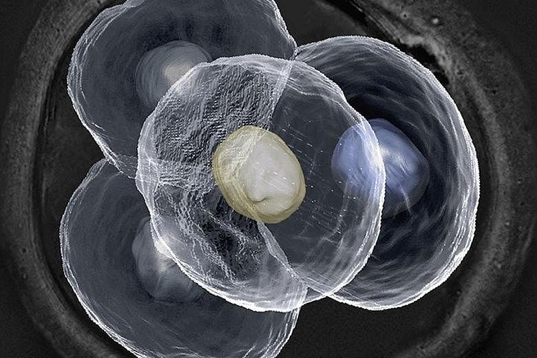 A living eight-cell embryo, as seen through a standard light microscope, does not appear as clear and defined. A living four-cell mouse embryo as seen with the help of the new laser scanning technique developed by a research team in Singapore. This m