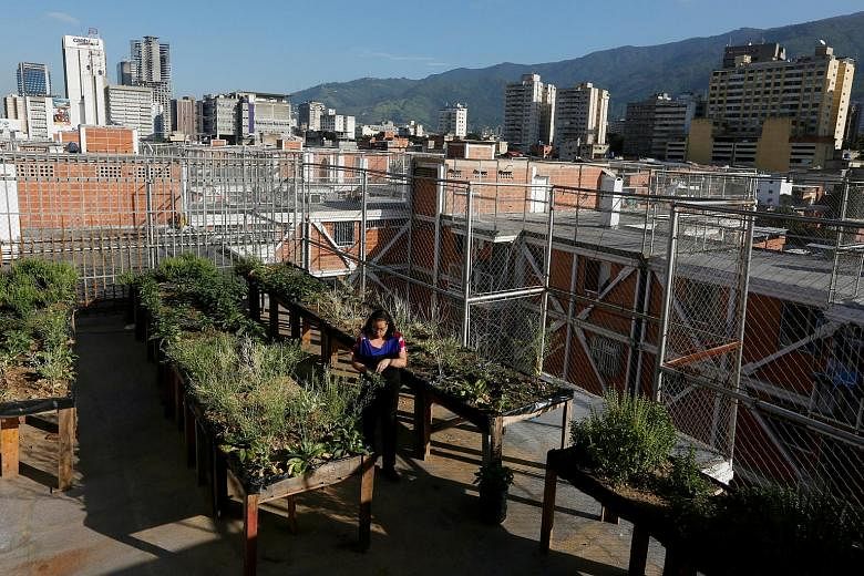 Venezuelans have turned their balconies and rooftops into little urban farms as severe food shortages lead to looting and riots in the Opec country.