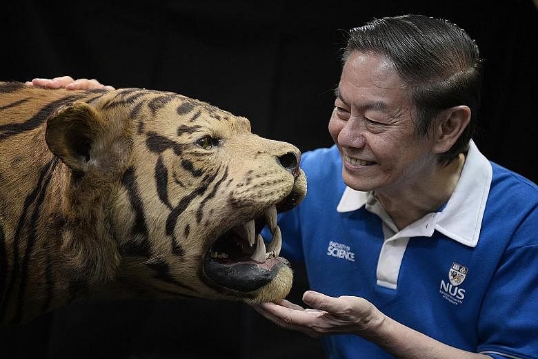 Professor Leo Tan with a stuffed tiger at the Lee Kong Chian Natural History Museum. Prof Tan and his former student, Professor Peter Ng, were instrumental in setting up Singapore's only natural history museum.