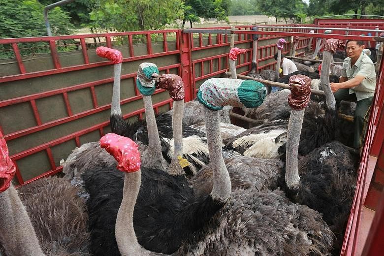 No sand for them to stick their heads into, so ostriches have their heads masked in scarves instead as they are transported to their new home in Zhengzhou, China's Henan province.