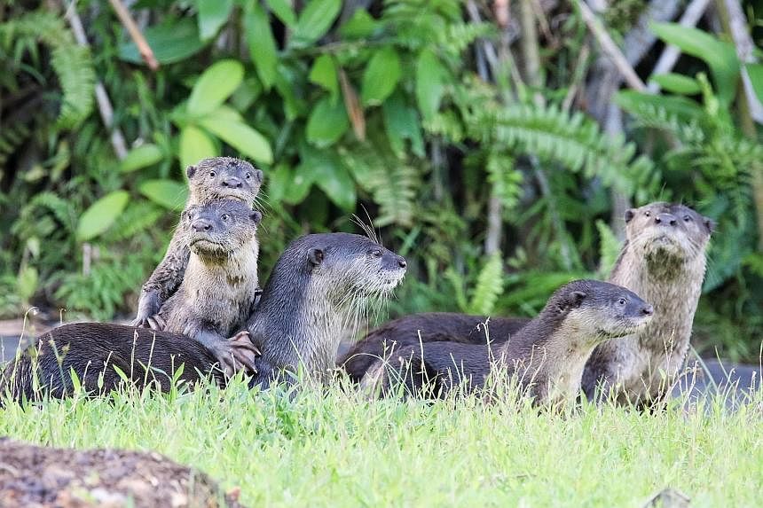 Singapore's Bishan 10 otter family in Bishan-Ang Mo Kio Park. The otter population in Singapore is estimated to be about 50.