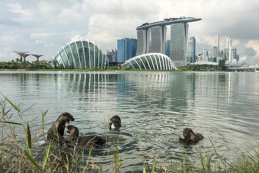 The otters have been seen frolicking at Gardens by the Bay East (above) and Bishan-Ang Mo Kio Park (left and below).
