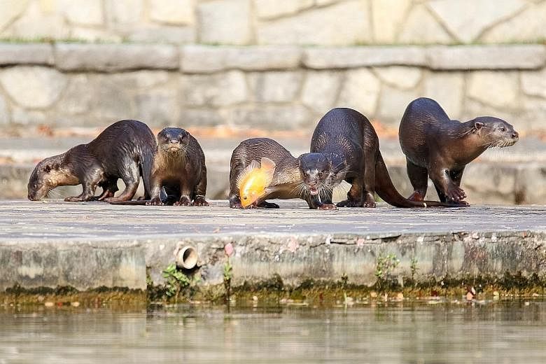 Singapore's Bishan 10 otter family in Bishan-Ang Mo Kio Park. The otter population in Singapore is estimated to be about 50.