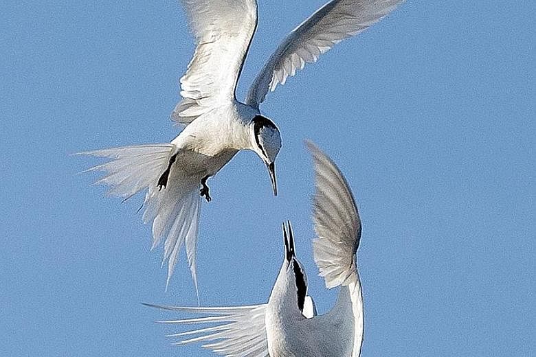 A rare shot of fighting black naped terns. NPSS president Fong Chee Wai says photographers must be patient to get shots like this.