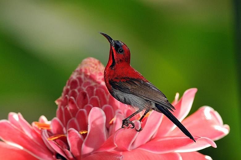 The crimson sunbird, commonly seen in Singapore's parks, is one of the smallest sunbirds here.