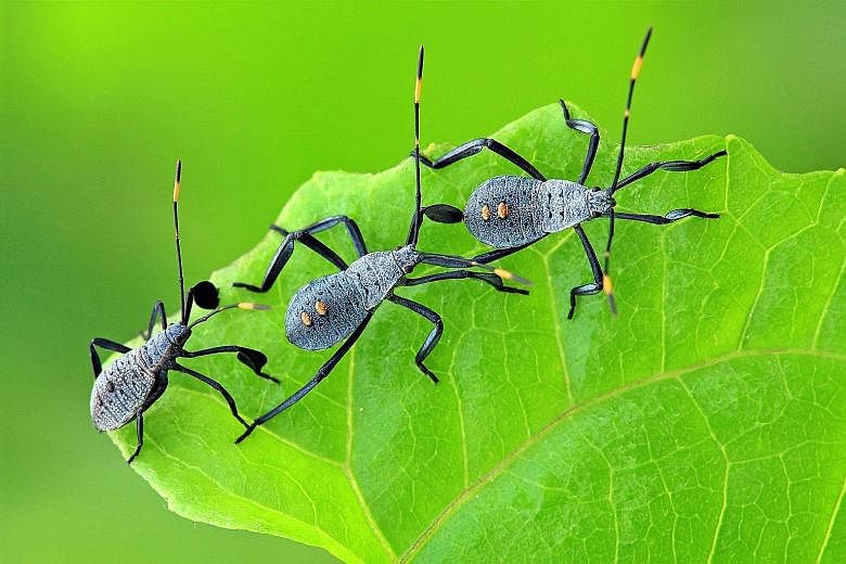A trio of leaf-footed bug nymphs staying close together to look bigger to potential predators.