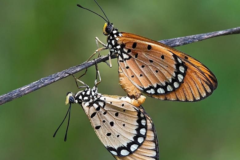 Tawny costers mating - the male is a bright orange while the female is pale yellow.
