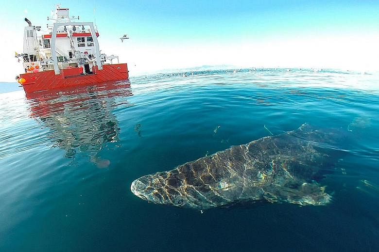 A Greenland shark after its release from research vessel Sanna in northern Greenland. Researchers used radiocarbon dating to determine the ages of the sharks in their study.
