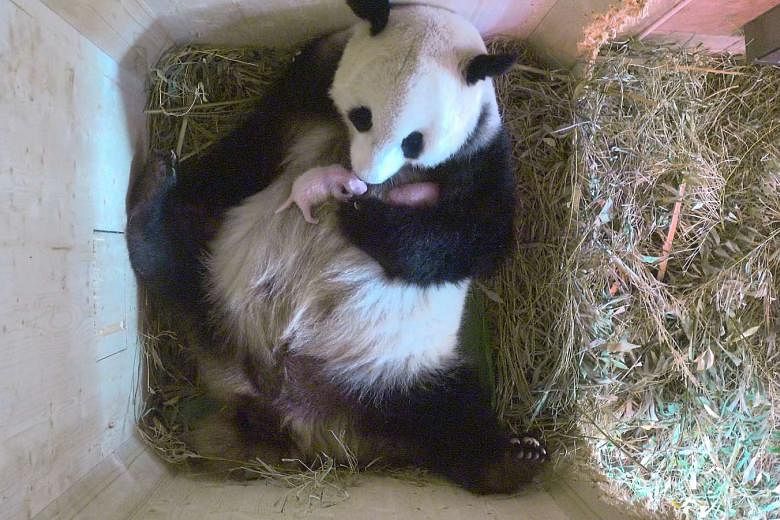 Days After Giving Birth Giant Panda Yang Yang Wows Vienna Zoo With