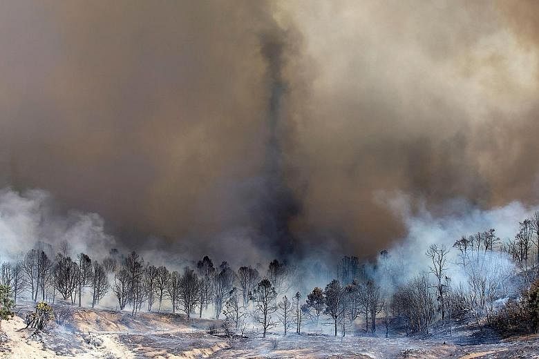 Smoke rising from a burnt-out grove of trees in Wrightwood, California, on Wednesday. The blaze was so ferocious that it generated tornado-like flaming vortexes known as "firenadoes".
