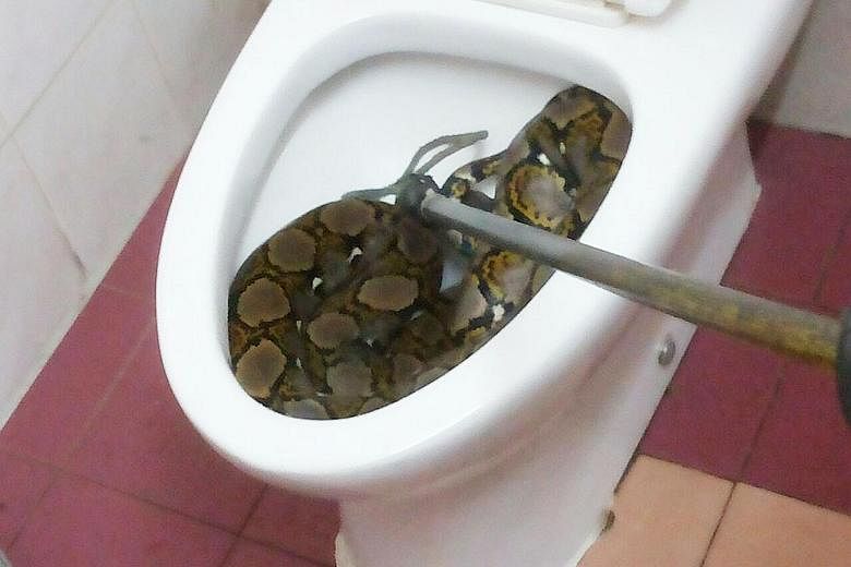 This python curled up in a toilet bowl in a house in Klang, Malaysia, gave resident Kamarunesa Mohd Kassim, 40, a fright on Monday. "The snake was quite big. I immediately closed the bowl lid with a log and put a pail on top of it," she told Malaysia