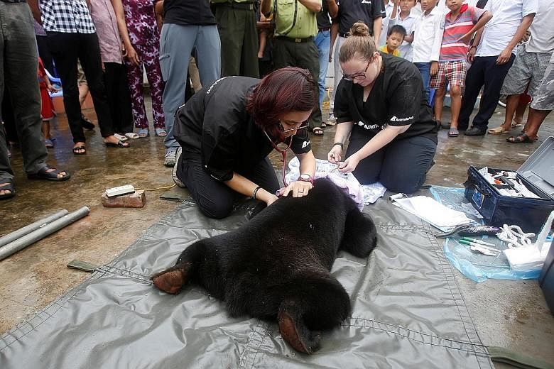 Veterinarians from the Animals Asia Foundation checking the health of a sun bear after rescuing it from a family in Nam Dinh province, Vietnam, on Thursday. The animal rights organisation said it will take the bear, which had been bought as a pet sev