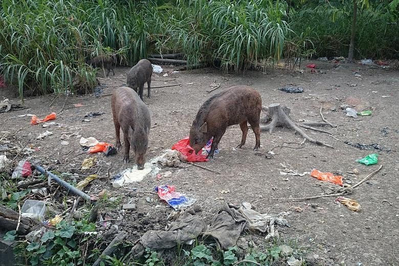 People have been seen feeding wild boars in the Lorong Halus area, raising concerns.