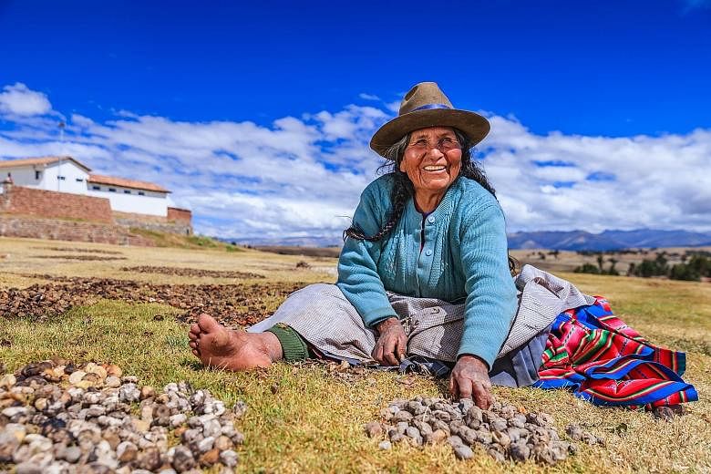 A woman in Peru preparing chuno, the freeze-dried potato that can be stored and eaten for a decade.