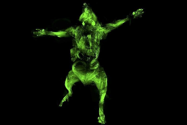 A laser scan of a dead mouse that has undergone the uDisco treatment to become transparent. It allows for the study of an organism's nervous system without having to slice into sections of its organs or tissues.