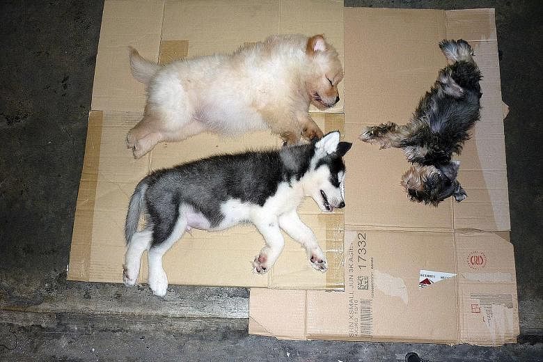 Immigration officers at Woodlands Checkpoint found the three sedated puppies hidden inside a modified speaker box in Loh Chee Chiang's car boot and referred the case to the AVA.