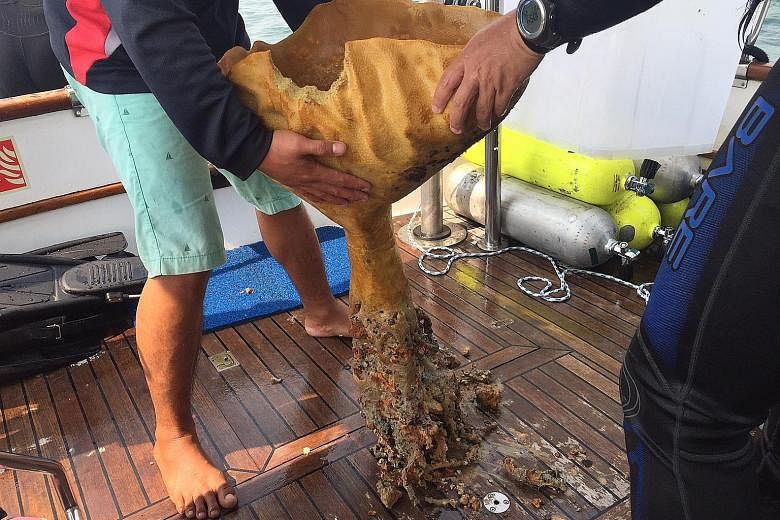 A Neptune's cup sponge being relocated from St John's Island to the Sisters' Islands Marine Park, as part of NParks' species recovery efforts. The sponge will join another at the marine park, in the hope that they can be used as breeding stock to hel