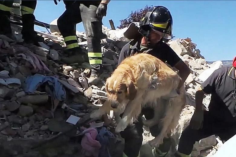 Italian firemen carrying a golden retriever named Romeo after it was pulled from the rubble of a house in the tiny village of San Lorenzo a Flaviano on Sept 2, more than nine days after Italy's devastating earthquake on Aug 24. The image was taken fr