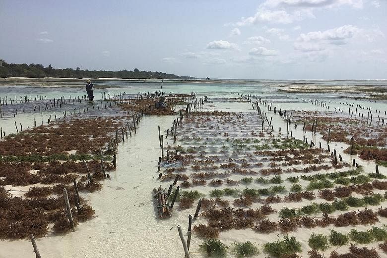 A seaweed farm in Tanzania on July 6. The country's seaweed farms, as well as those in Mozambique, have been hit by a bacterial disease spread via a red seaweed from the Philippines.