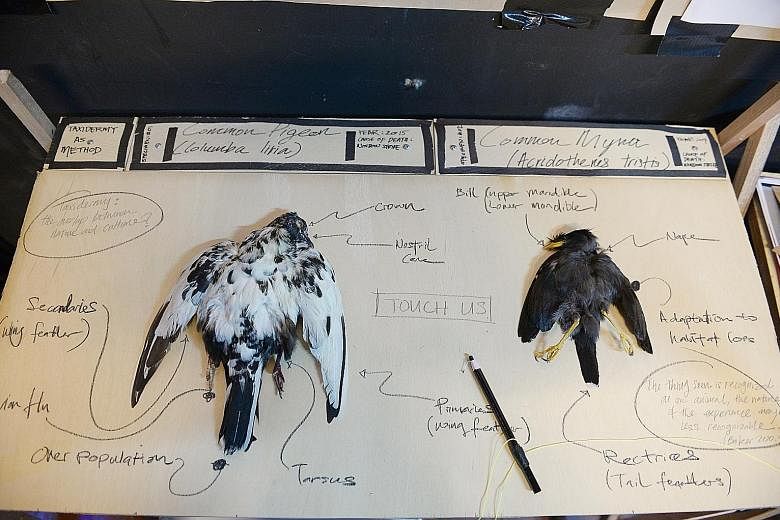 Taxidermy As Method exhibit: A common pigeon and a common myna laid out on a table for the public to explore.