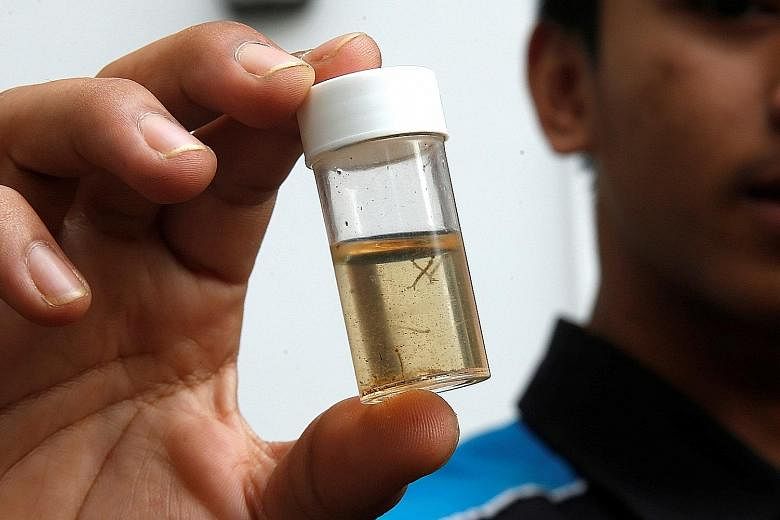 A member of a pest control team showing a container of mosquito larvae that was collected during inspections at Zika clusters in Singapore.