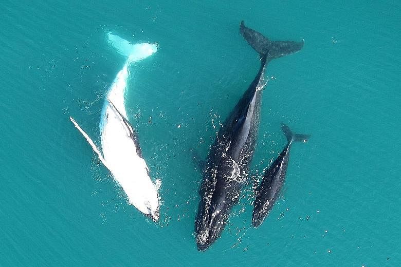 A baby white whale was spotted off the coast of Western Australia during aerial surveys.