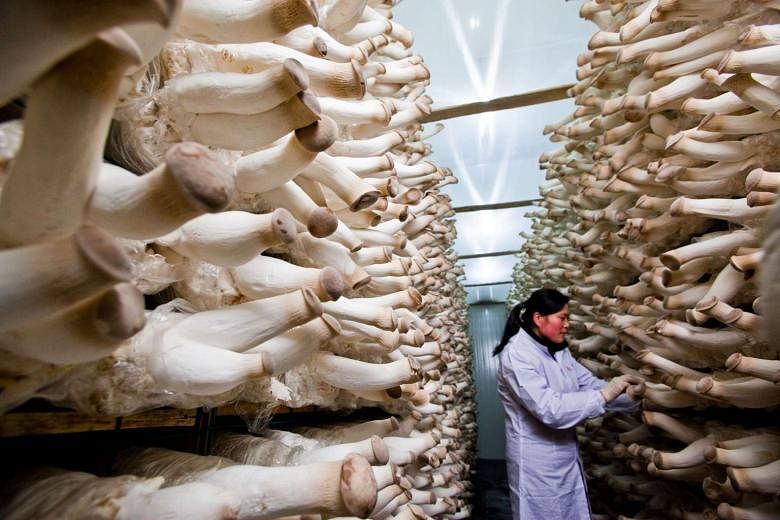 A worker inspectingmushroom cultivation at China Minzhong Food. The firm will be delisted if the buyout offer goes through. 