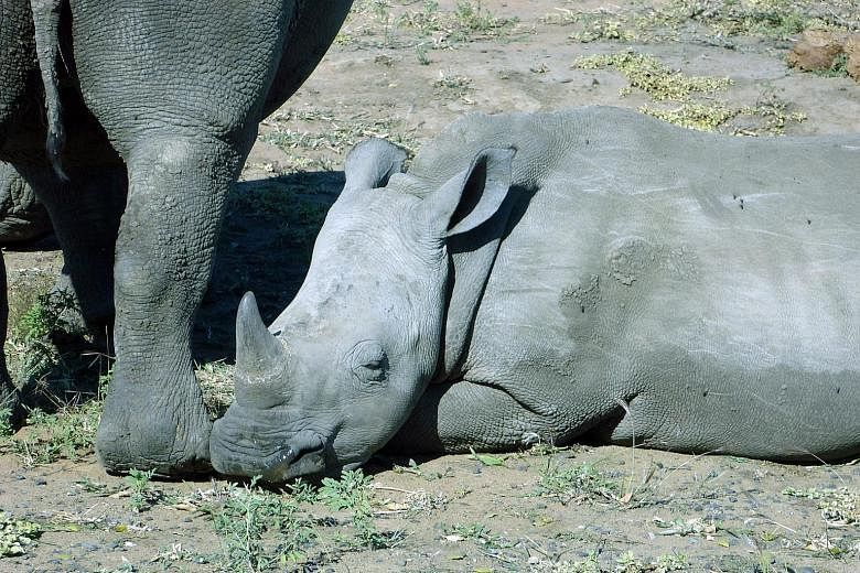 International conservation scientists say an extinction crisis is unfolding for large mammals, including rhinoceroses.